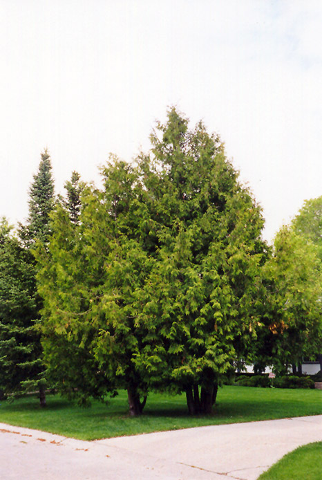Arborvitae (Thuja occidentalis) at Shonnard's Nursery