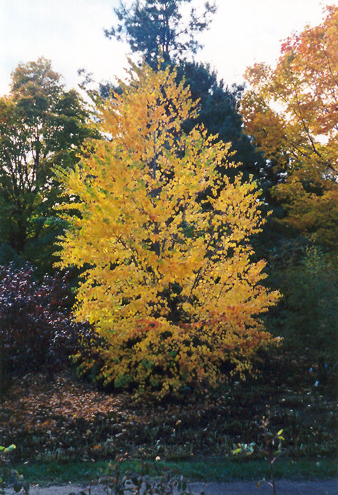 Katsura Tree (Cercidiphyllum japonicum) at Shonnard's Nursery