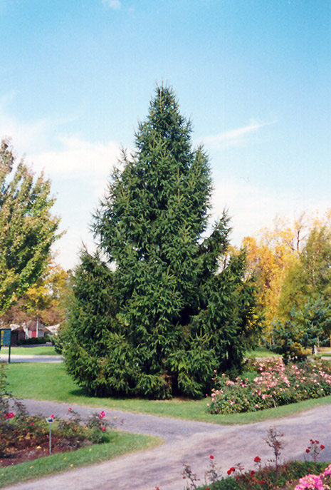 Norway Spruce (Picea abies) at Shonnard's Nursery