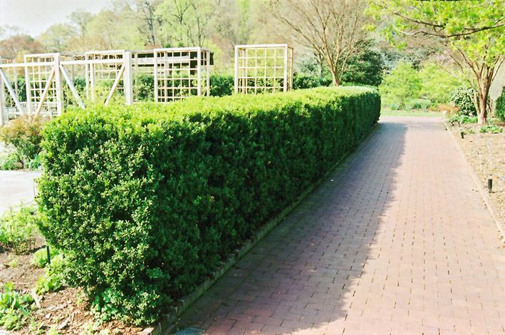 Common Boxwood (Buxus sempervirens) at Shonnard's Nursery