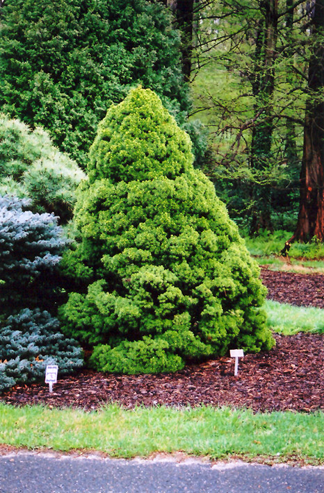 Dwarf Alberta Spruce (Picea glauca 'Conica') at Shonnard's Nursery