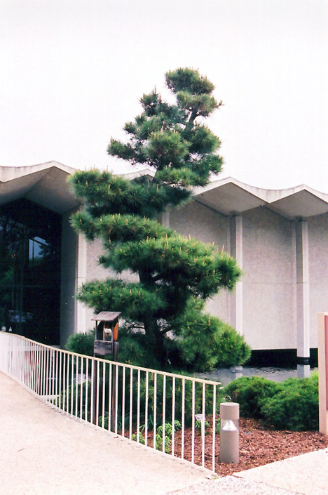 Japanese Black Pine (Pinus thunbergii) at Shonnard's Nursery