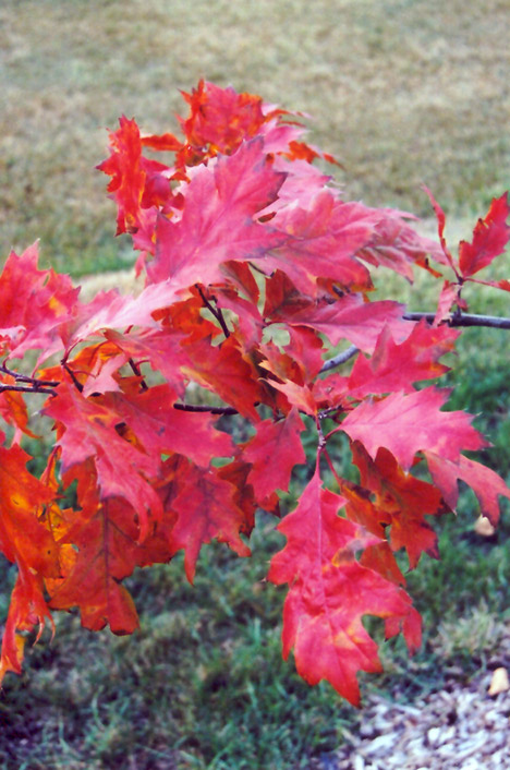 Red Oak (Quercus rubra) at Shonnard's Nursery