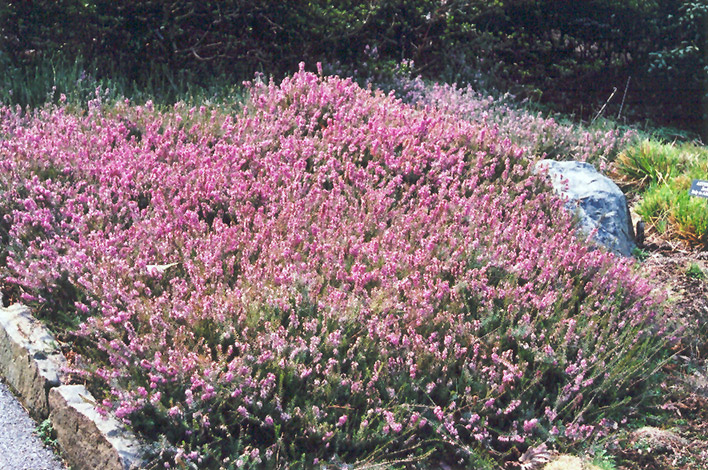 Springwood Pink Heath (Erica carnea 'Springwood Pink') at Shonnard's Nursery