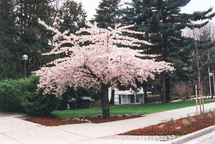 Shirofugen Flowering Cherry (Prunus serrulata 'Shirofugen') at Shonnard's Nursery