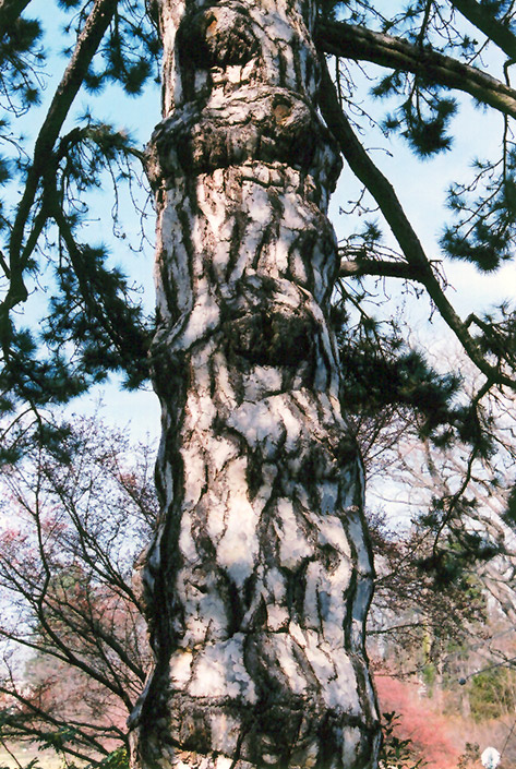 Austrian Pine (Pinus nigra) at Shonnard's Nursery