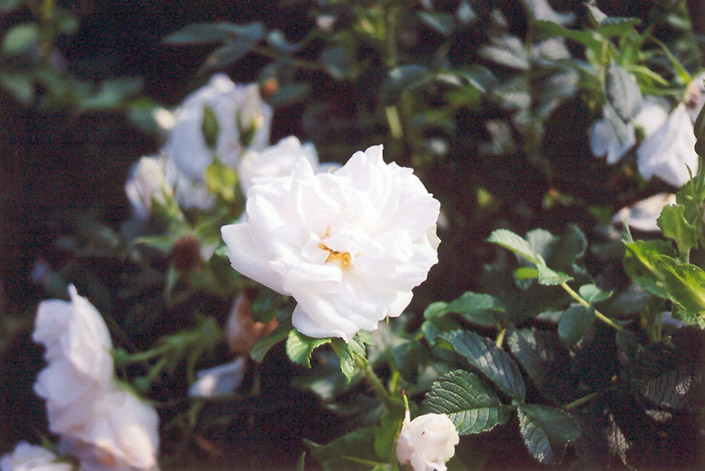 Blanc Double de Coubert Rose (Rosa 'Blanc Double de Coubert') at Shonnard's Nursery