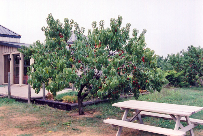 Hardired Nectarine (Prunus persica var. nucipersica 'Hardired') at Shonnard's Nursery