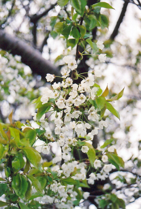 Sweet Cherry (Prunus avium) at Shonnard's Nursery