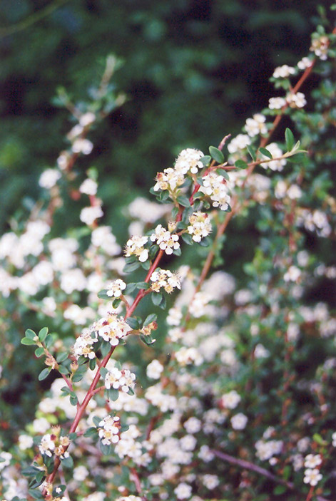 Bearberry Cotoneaster (Cotoneaster dammeri) at Shonnard's Nursery
