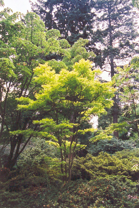 Golden Fullmoon Maple (Acer japonicum 'Aureum') at Shonnard's Nursery