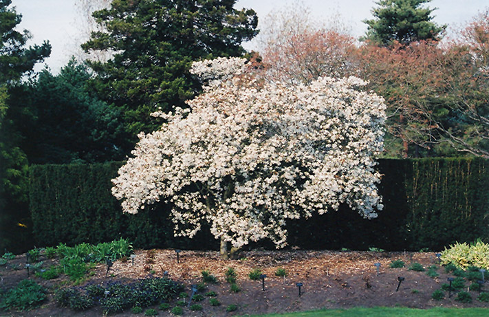 Star Magnolia (Magnolia stellata) at Shonnard's Nursery