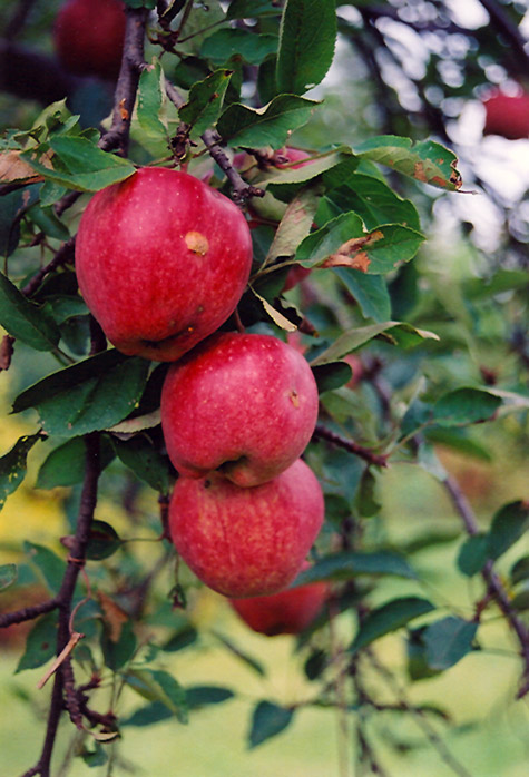 Braeburn Apple (Malus 'Braeburn') at Shonnard's Nursery