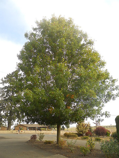 Pacific Brilliance Pin Oak (Quercus palustris 'PWJR08') at Shonnard's Nursery