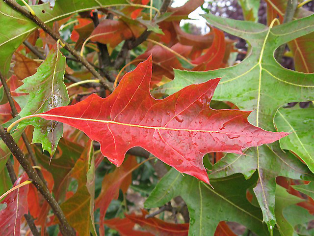Pacific Brilliance Pin Oak (Quercus palustris 'PWJR08') at Shonnard's Nursery
