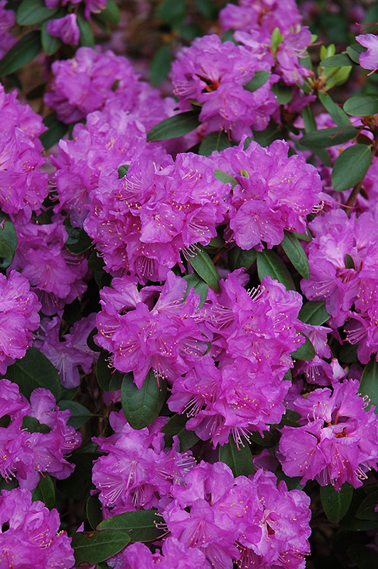 Compact P.J.M. Rhododendron (Rhododendron 'P.J.M. Compact') at Shonnard's Nursery