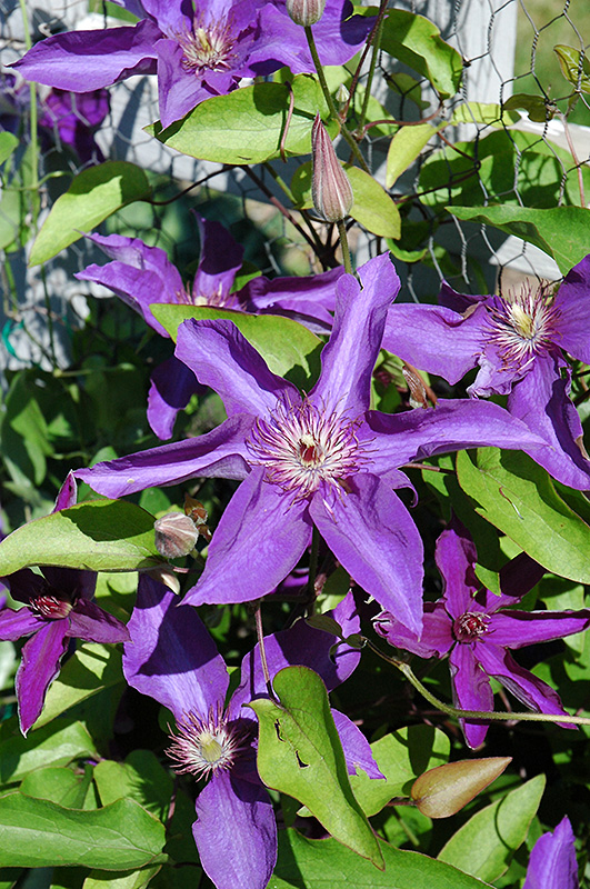 Lady Betty Balfour Clematis (Clematis 'Lady Betty Balfour') at Shonnard's Nursery