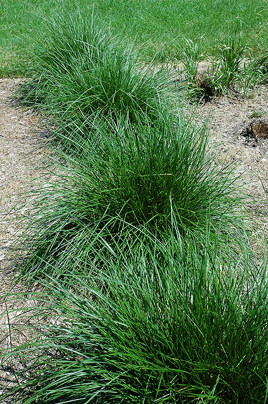 Tufted Hair Grass (Deschampsia cespitosa) at Shonnard's Nursery