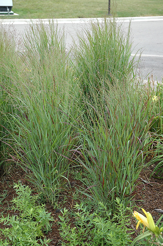 Shenandoah Reed Switch Grass (Panicum virgatum 'Shenandoah') at Shonnard's Nursery