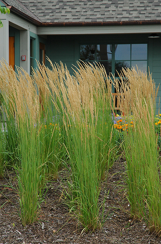 Karl Foerster Reed Grass (Calamagrostis x acutiflora 'Karl Foerster') at Shonnard's Nursery