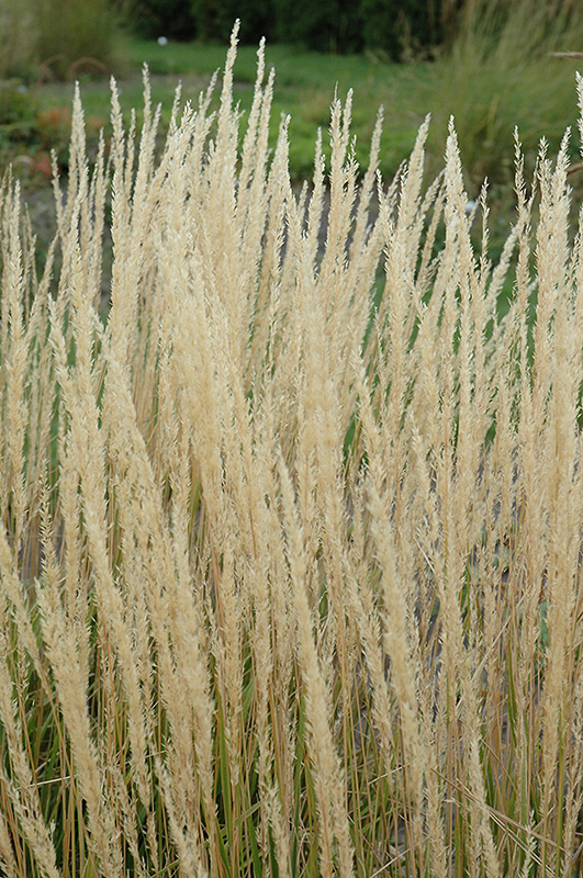 Karl Foerster Reed Grass (Calamagrostis x acutiflora 'Karl Foerster') at Shonnard's Nursery