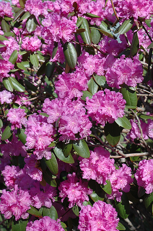 P.J.M. Rhododendron (Rhododendron 'P.J.M.') at Shonnard's Nursery