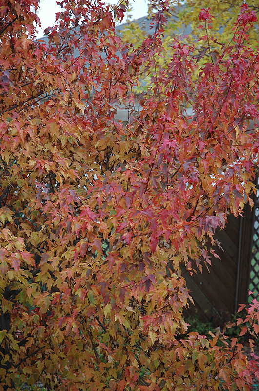 Embers Amur Maple (Acer ginnala 'Embers') at Shonnard's Nursery