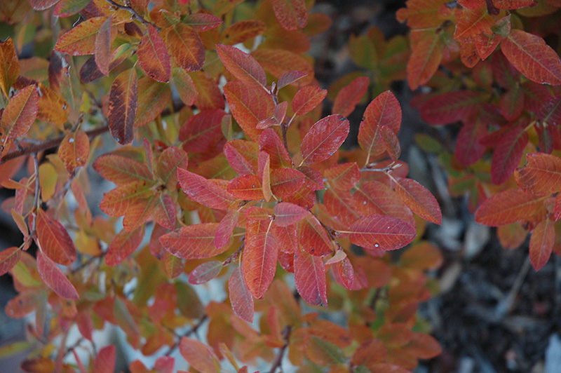Rainbow Pillar Serviceberry (Amelanchier canadensis 'Glennform') at Shonnard's Nursery