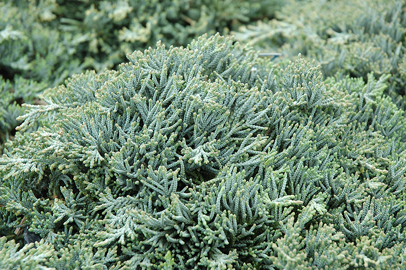 Icee Blue Juniper (Juniperus horizontalis 'Icee Blue') at Shonnard's Nursery