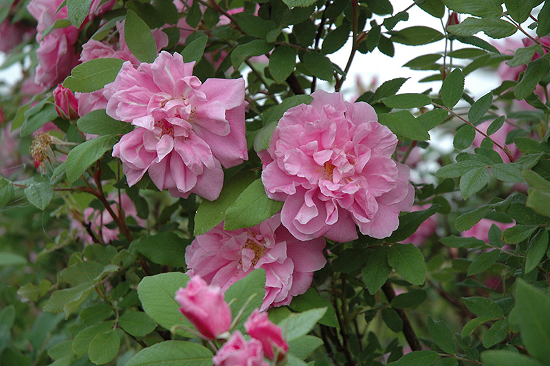 Therese Bugnet Rose (Rosa 'Therese Bugnet') at Shonnard's Nursery