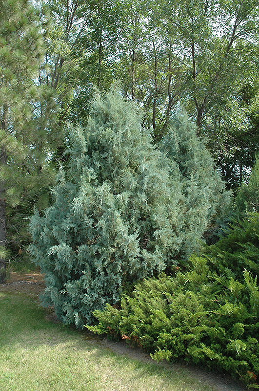 Wichita Blue Juniper (Juniperus scopulorum 'Wichita Blue') at Shonnard's Nursery
