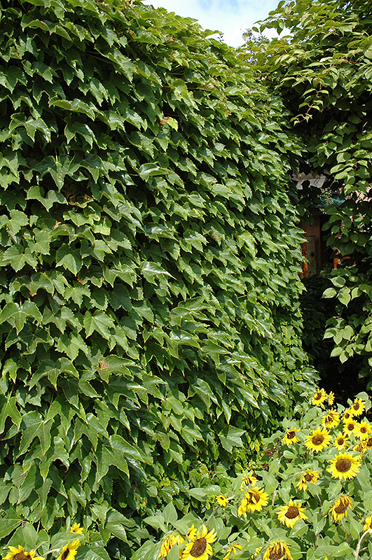 Boston Ivy (Parthenocissus tricuspidata) at Shonnard's Nursery
