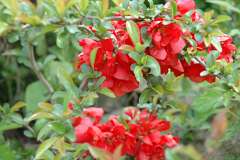 Texas Scarlet Flowering Quince (Chaenomeles speciosa 'Texas Scarlet') at Shonnard's Nursery
