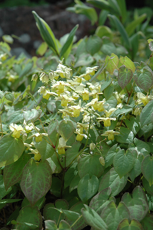 Yellow Barrenwort (Epimedium x versicolor 'Sulphureum') at Shonnard's Nursery