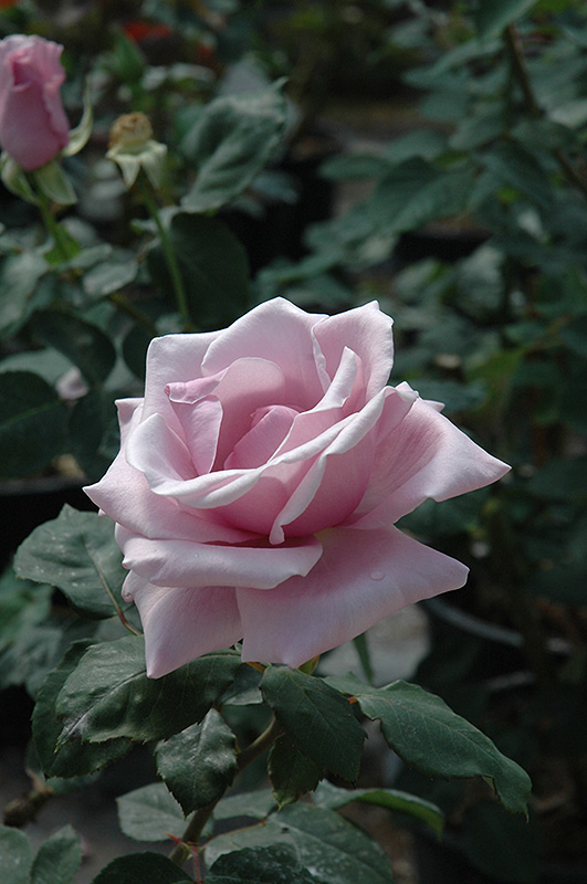 Sterling Silver Rose (Rosa 'Sterling Silver') at Shonnard's Nursery