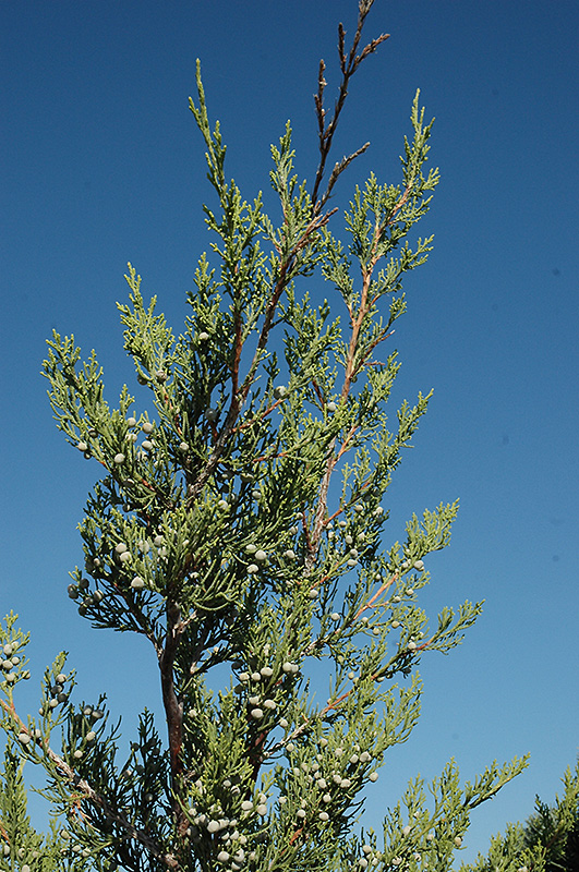 Hetz Columnar Juniper (Juniperus chinensis 'Hetz Columnar') at Shonnard's Nursery
