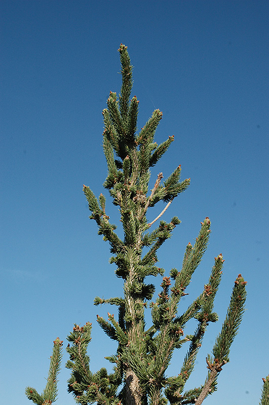Hillside Upright Spruce (Picea abies 'Hillside Upright') at Shonnard's Nursery