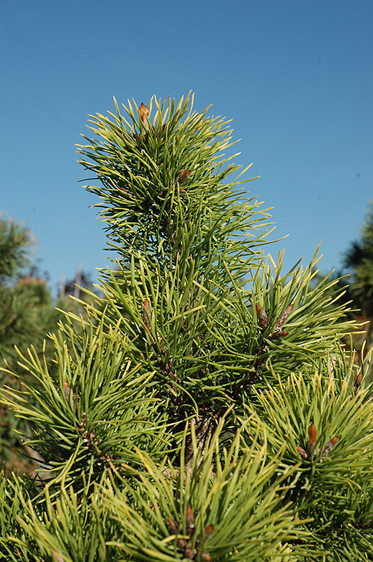 Chief Joseph Lodgepole Pine (Pinus contorta 'Chief Joseph') at Shonnard's Nursery