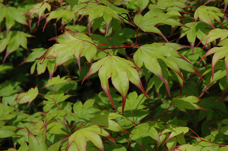 Tsuma Gaki Japanese Maple (Acer palmatum 'Tsuma Gaki') at Shonnard's Nursery