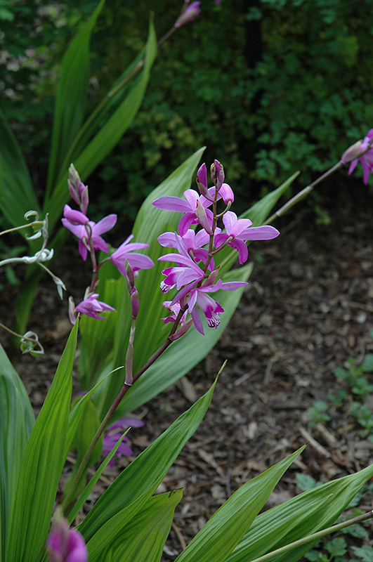 Lavender Japanese Hyacinth Orchid (Bletilla striata) at Shonnard's Nursery