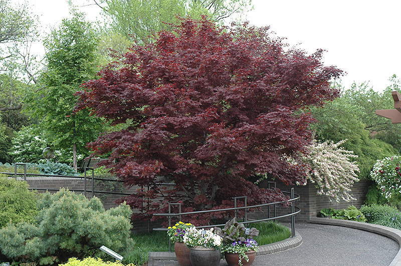 Bloodgood Japanese Maple (Acer palmatum 'Bloodgood') at Shonnard's Nursery