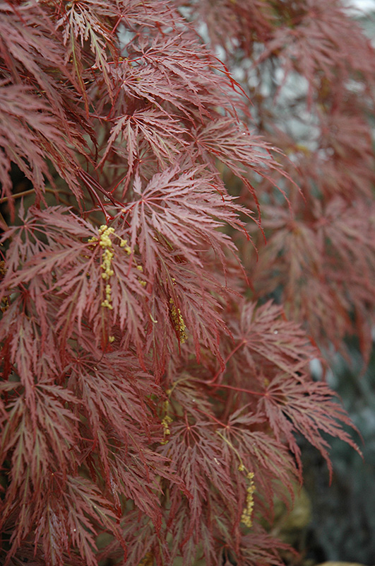 Inaba Shidare Cutleaf Japanese Maple (Acer palmatum 'Inaba Shidare') at Shonnard's Nursery