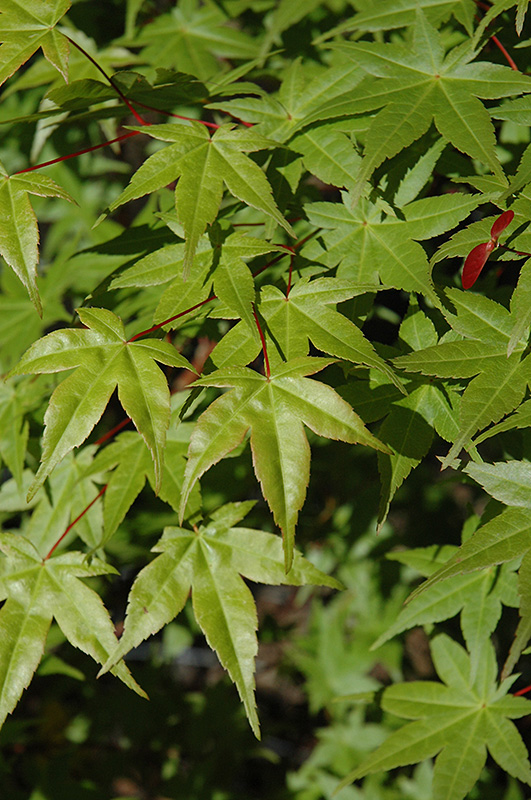 Shindeshojo Japanese Maple (Acer palmatum 'Shindeshojo') at Shonnard's Nursery