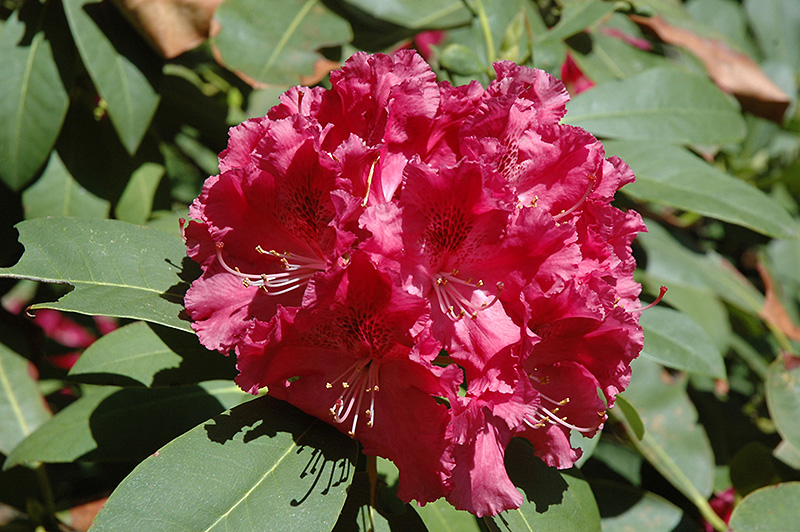 Trude Webster Rhododendron (Rhododendron 'Trude Webster') at Shonnard's Nursery