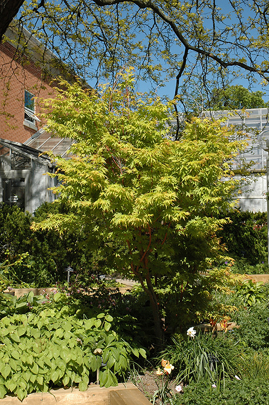 Coral Bark Japanese Maple (Acer palmatum 'Sango Kaku') at Shonnard's Nursery