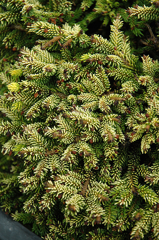 Tom Thumb Oriental Spruce (Picea orientalis 'Tom Thumb') at Shonnard's Nursery
