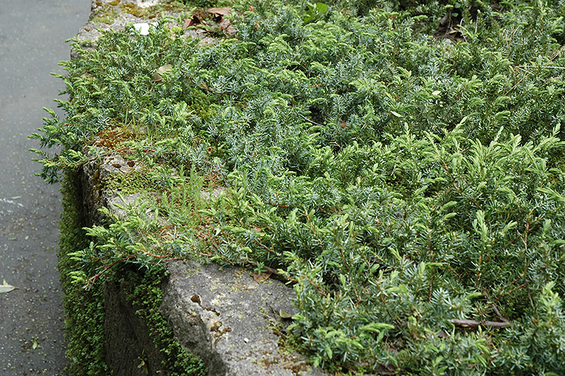 Shore Juniper (Juniperus conferta) at Shonnard's Nursery
