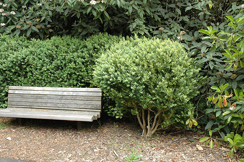 Common Boxwood (Buxus sempervirens) at Shonnard's Nursery