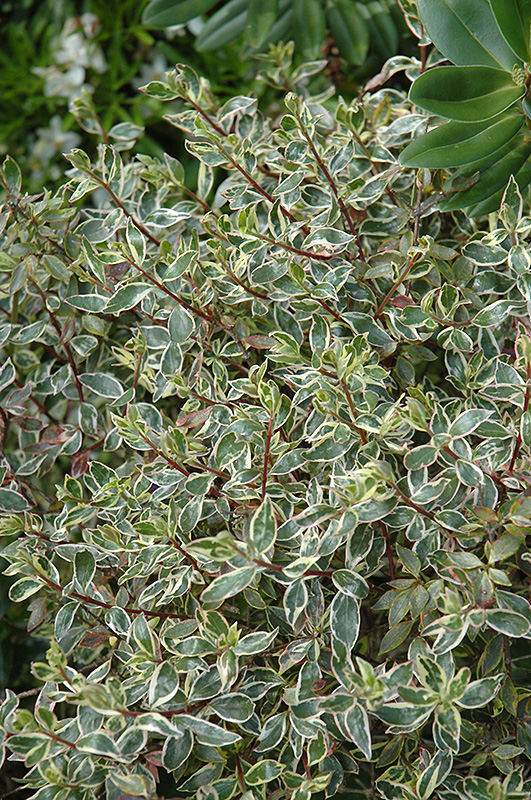 Silver Anniversary Glossy Abelia (Abelia x grandiflora 'Panache') at Shonnard's Nursery