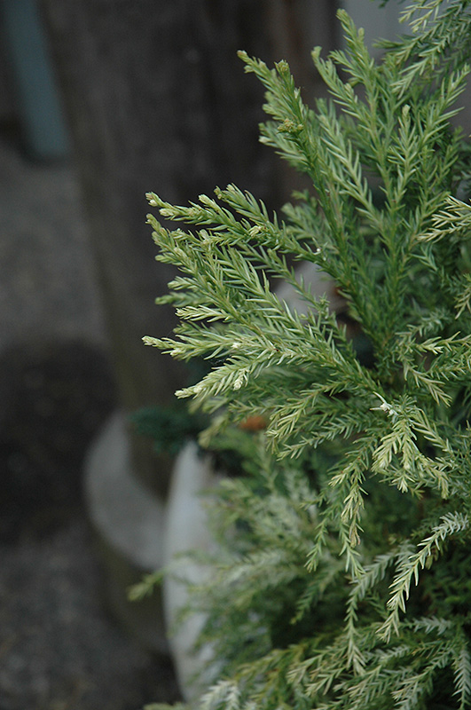 Knaptonensis Japanese Cedar (Cryptomeria japonica 'Knaptonensis') at Shonnard's Nursery